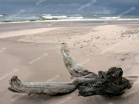 Treibholz am Strand