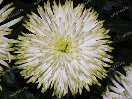 Chrysantheme