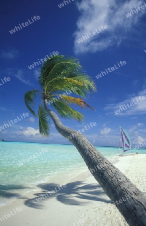 
Der Traumstrand mit Palmen und weissem Sand an der Insel Velavaru im Southmale Atoll auf den Inseln der Malediven im Indischen Ozean.   