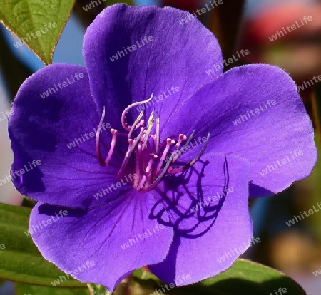 Prinzessinenblume - Tibouchina urvilleana