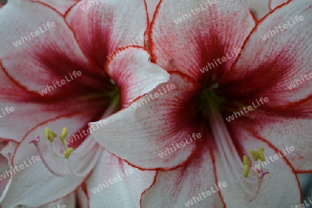 Amaryllis