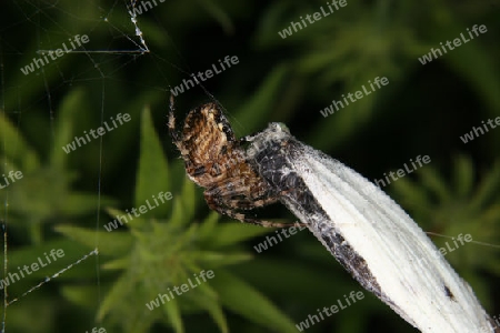 Gartenkreuzspinne mit Beute (Araneus diadematus) in ihrem Netz 