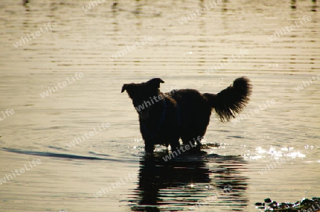 Black dog taking an evening dip in the Trave at sunset - Schwarzer Hund beim abendlichen Bad in der Trave bei Sonnenuntergang