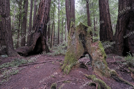 Vegetation und Kustenmammutbaeume, Redwoods,  Sequoia sempervirens, Muir Woods Nationalpark, Kalifornien, USA