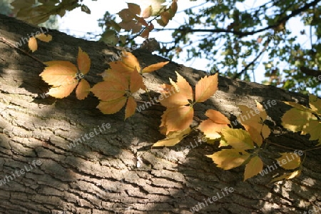 Herbstlaub