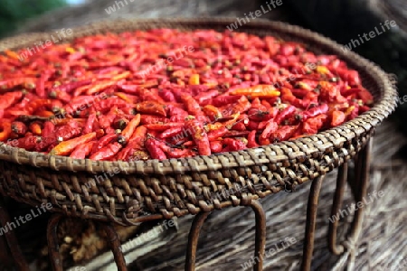 Chili Schoten werden an der luft getrocknet in der Bergregion beim Dorf Kasi an der Nationalstrasse 13 zwischen Vang Vieng und Luang Prabang in Zentrallaos von Laos in Suedostasien.