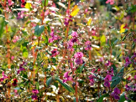 Blumen in der Natur