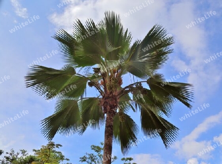 Beautiful palm trees at the beach on the tropical paradise islands Seychelles