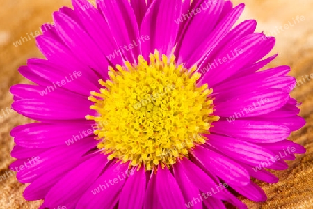 Pink Aster auf Holzhindergrund