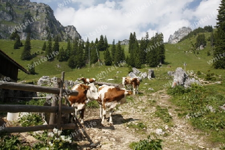 Alm auf dem Wendelstein