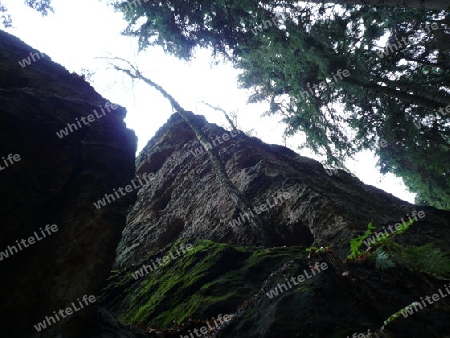 Felsen im Wald