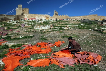 The fresh Leather gets dry on the sun near Leather production in front of the Citywall in the old City in the historical Town of Fes in Morocco in north Africa.