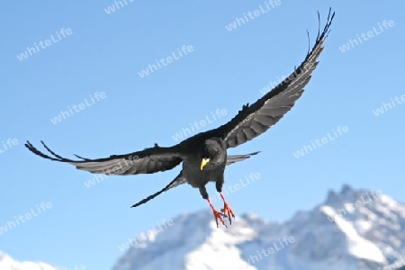 Fliegende Alpendohle