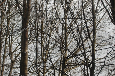 Vogel am Baum