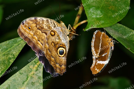 Schmetterling