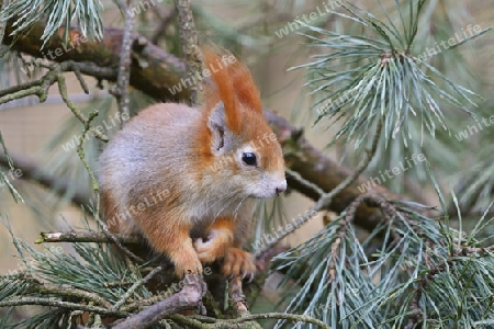 Eichh?rnchen (Sciurus vulgaris), Brandenburg, Deutschland