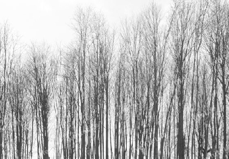 abstract background with leafless trees in a row in front of cloudy sky at winter time