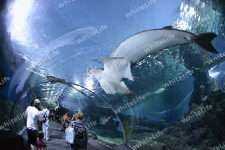 Das Siam Ocean World Aquarium in der Hauptstadt Bangkok von Thailand in Suedostasien.