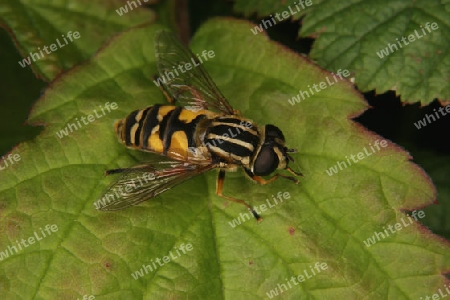 Sumpschwebfliege (Helophilus trivittatus) auf einem Blatt