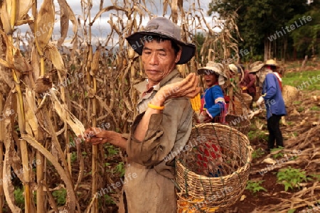 Traditionell gekleidete Frau von einem Stamm der Dara-Ang bei ernten von Maiskolben in einem Maisfeld beim Dof Chiang Dao noerdlich von Chiang Mai im Norden von Thailand.