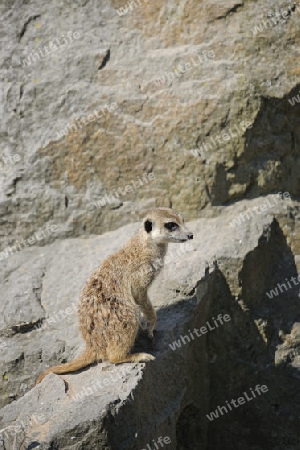 Erdm?nnchen , Suricata suricatta