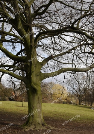 tree in the spring time