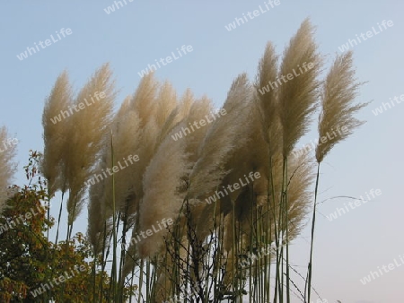 liebliche Pampas im Wind