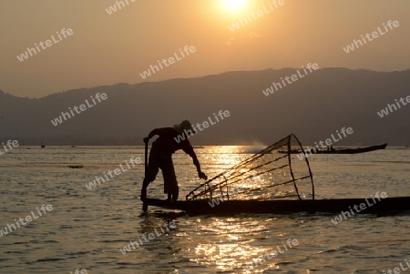 Fishermen at sunset in the Landscape on the Inle Lake in the Shan State in the east of Myanmar in Southeastasia.