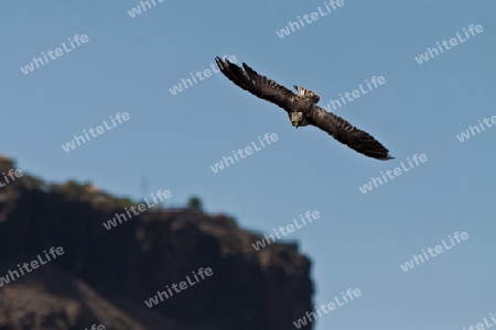 Adler beim ?bungsflug - Falknerei