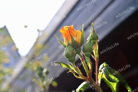 Top view of yellow and orange rose flower in a roses garden with a soft focus background.