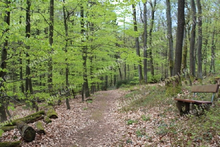 Wald