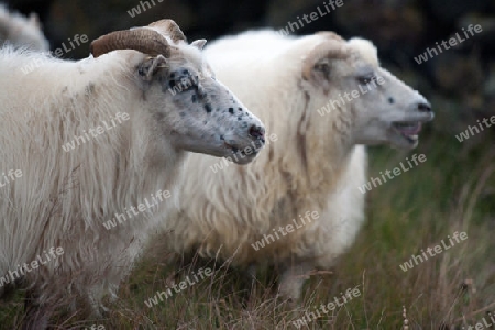 Der Norden Islands, Schafstrieb in der N?he vom Myvatn-See, 2 Schafe nebeneinander  