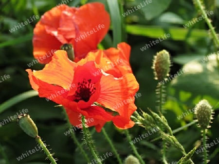 Mohn