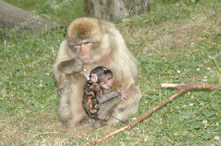 Berberaffe mit Jungtier