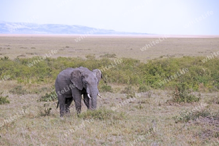 Afrikanischer Elefant (Loxodonta africana), halbwuechsiges Maennchen in der Landschaft der  Masai Mara, Kenia, Afrika