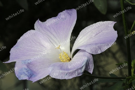 Bl?te von H?gles Seideneibisch ( Alyogyne huegelii) Australien