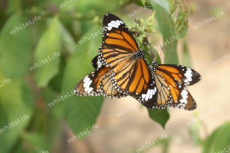 orange-schwarz-weisser Schmetterling