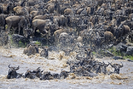 Gnu, Streifengnu, Weissbartgnu (Connochaetes taurinus), Gnumigration, great Migration,  Gnus beim durchqueren des Mara River, Masai Mara, Kenia