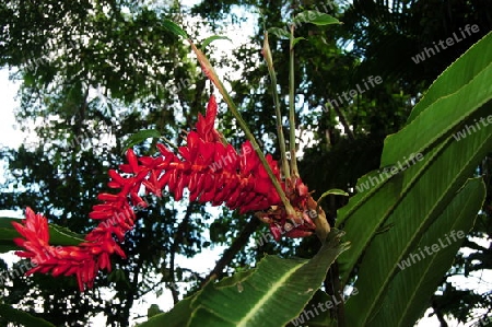 Roter Ingwer - Alpinia pupurata