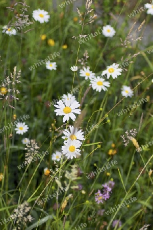 Margeriten