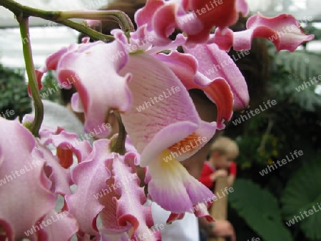 rot weisse Orchidee