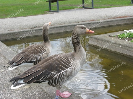 Graug?nse  im Park