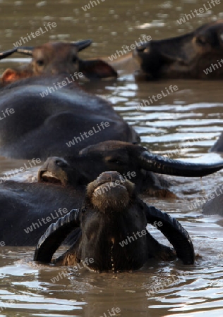 Wasserbueffel in einem Pool an der Landstrasse 12 zwischen der Stadt Tha Khaek und dem Dorf Mahaxai Mai in zentral Laos an der Grenze zu Thailand in Suedostasien.