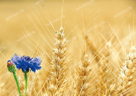 Kornblume im Getreidefeld