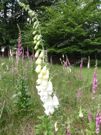 Digitalis wei?