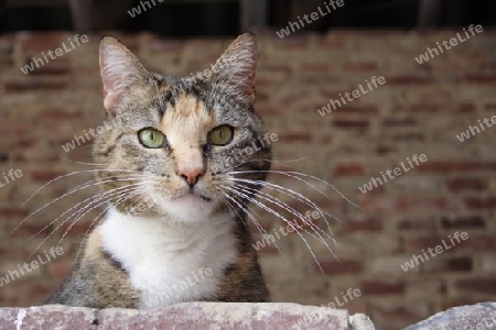 Katzenportrait Bauernhof