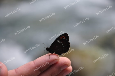 Schmetterling