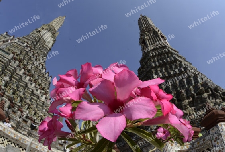 Die Tempelanlage des Wat Arun am Mae Nam Chao Phraya River in der Hauptstadt Bangkok von Thailand in Suedostasien.