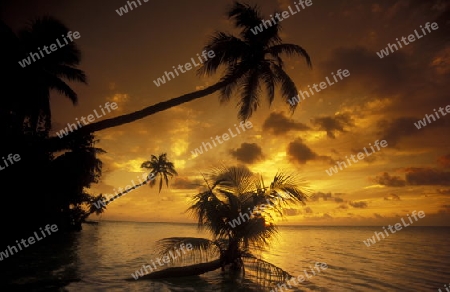 
Der Traumstrand mit Palmen und weissem Sand an der Insel Velavaru im Southmale Atoll auf den Inseln der Malediven im Indischen Ozean.   