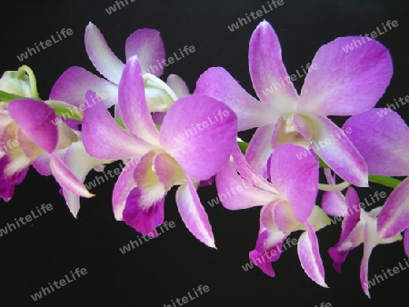 Orchidee